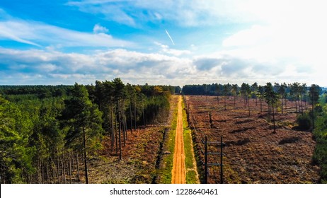 Yellow Brick Road In Swinley Forest, Berkshire.