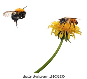 yellow bright dandelion and bee on white background
