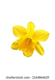 Yellow bright narcissus daffodile, isolate - Shutterstock ID 2164864629