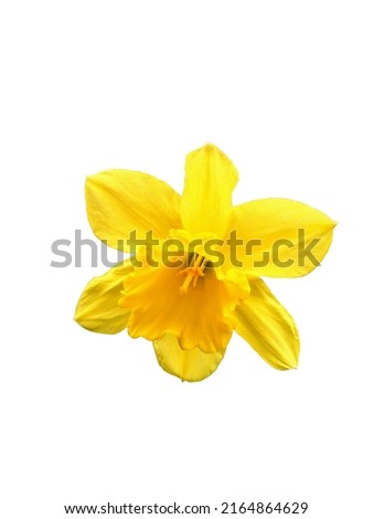 Yellow bright narcissus daffodile, isolate