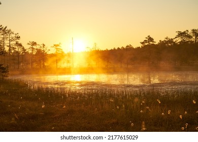 yellow bright sunrise dawn on the swamp. Reflections of trees in lakes. Sunset, warm light and fog. Viru swamps Estonia - Powered by Shutterstock