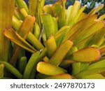 A yellow bromeliad in the street garden.