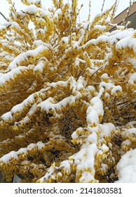 Yellow Broom In April Weather Covered With Snow 