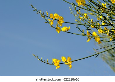 Yellow Broom Flower Over Blue Sky