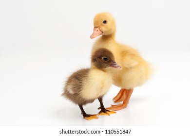 yellow and brown ducklings on a white background