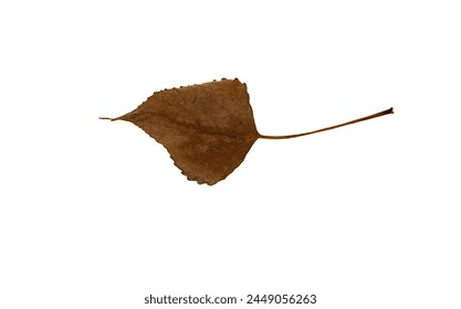 yellow the brown fallen down leaf of a poplar isolated on a white background