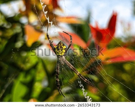 A yellow and brown spider is centered in its web on blur background.