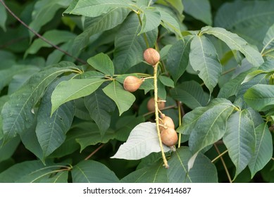 Yellow Buckeye Fruit In September