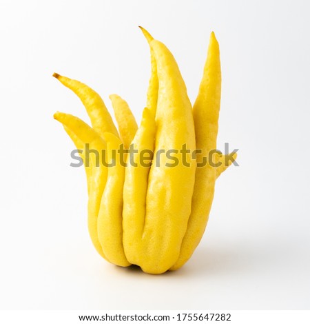 Yellow Buddha's hand fruit (open hand) on white background,  ornamental citrus with magnificent fruit shaped like a hand. Fruit is yellow and unusual as it is all rind, no flesh or seeds