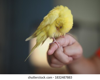 Yellow Budgerigar Bird Sleep On Hand 