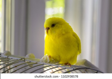 The Yellow Budgerigar Sits On A Perch. Parrot At Home.