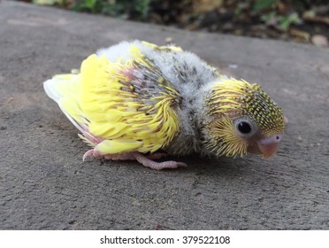 Yellow Budgie