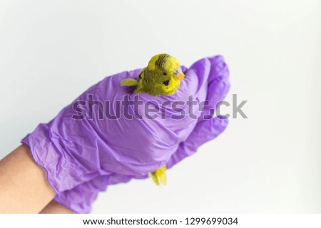 Yellow budgie in the hands of a doctor. 
Doctor's hands in latex gloves holding an exotic bird