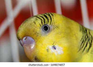 Yellow Budgie Head Close Up