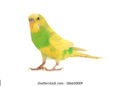 Yellow Budgie High Res Stock Images Shutterstock