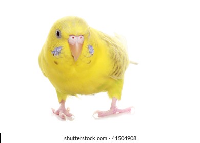 6,040 Budgies white background Images, Stock Photos & Vectors ...