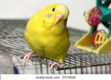 Yellow Budgie Sits On A Cage