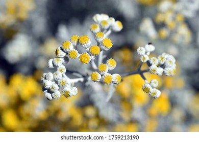 Yellow Buds Of A Dusty Miller