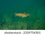 Yellow Bullhead Catfish Ameiurus natalis swimming over weeds in an inland lake.