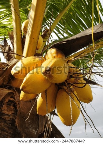 Yellow bunch coconuts are very easy to grow in the home garden