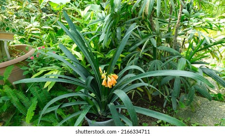 Yellow Bush Lily Flower In The Garden