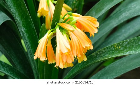 Yellow Bush Lily Flower In The Garden