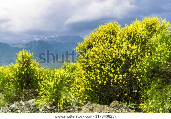 Yellow bushes\
on the background of the storm\
sky