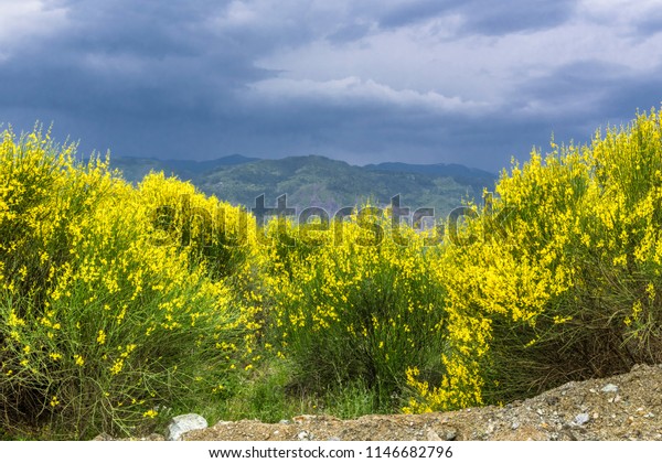 Yellow bushes on the edge\
of the cliff