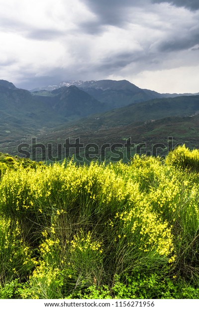 Yellow bushes on\
the edge of a mountain\
valley