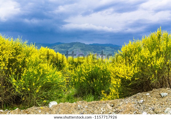 Yellow bushes on the\
mountainside