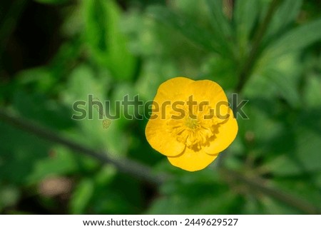 Yellow buttercup flower close up