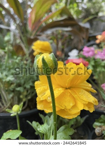 A yellow buttercup flower with a closed bud next to it