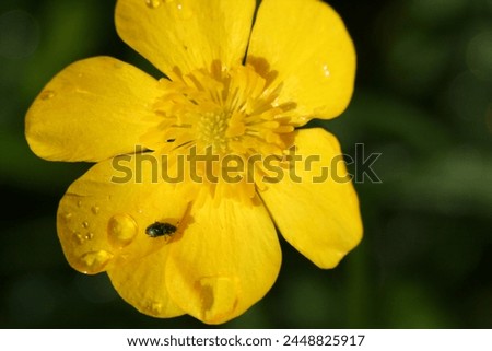 Yellow Buttercup flower with small beetle