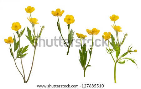 yellow buttercup flowers collection isolated on white background