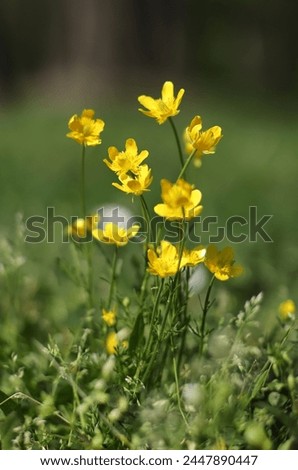 Yellow buttercup flowers in the field