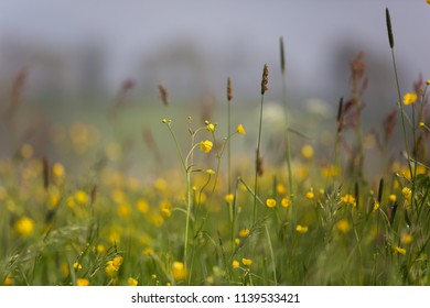 Yellow Buttercup Flowers Field On Overcast Spring Day With Foggy Background