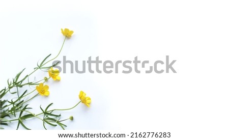 Yellow buttercup flowers isolated on a white background. Background for a greeting card.