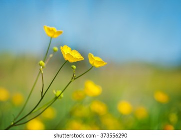 Yellow buttercup flowers in meadow and summer day