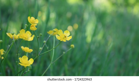 Yellow buttercup flowers natural photo