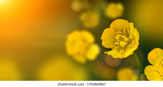 Yellow Buttercup flowers on a Sunny summer day. Space for text