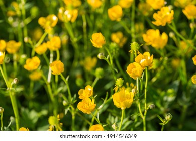 Yellow buttercup flowers in spring on the green natural background. Selective focus.