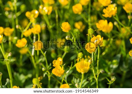Yellow buttercup flowers in spring on the green natural background. Selective focus.