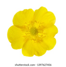 Yellow  Buttercup isolated on white background. 