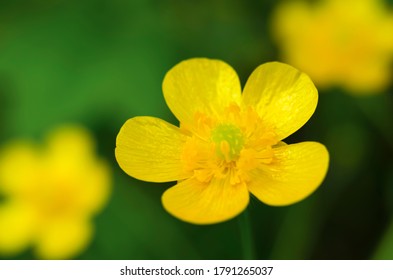 Yellow buttercup in the meadow closeup. Defocused. Flowers. Green and yellow.