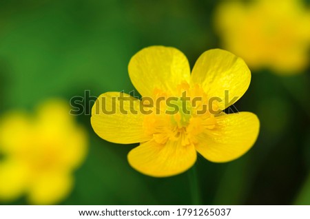 Yellow buttercup in the meadow closeup. Defocused. Flowers. Green and yellow.