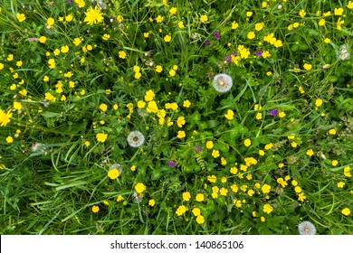 Yellow Buttercup Meadow Top View With Dandelion