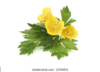 Yellow Buttercup on white background