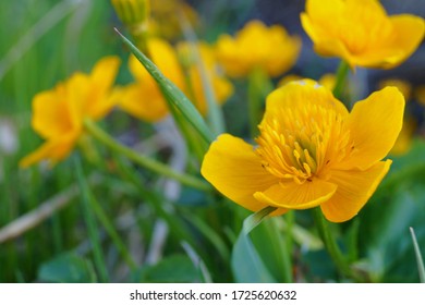 Buttercup Flower Images Stock Photos Vectors Shutterstock