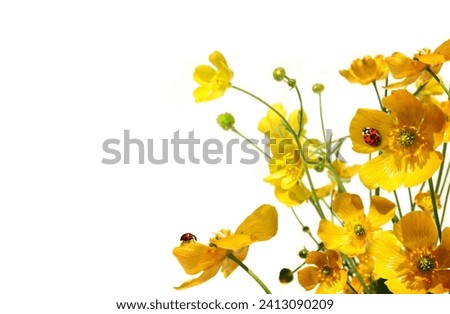 Yellow buttercups with ladybug on white background