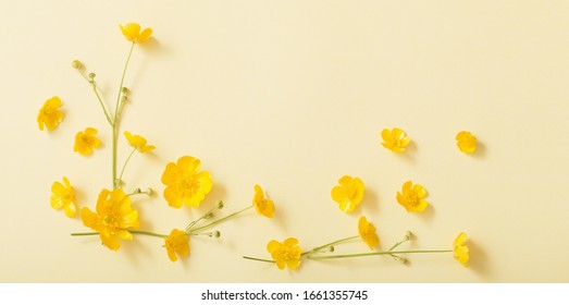 yellow buttercups on yellow paper background